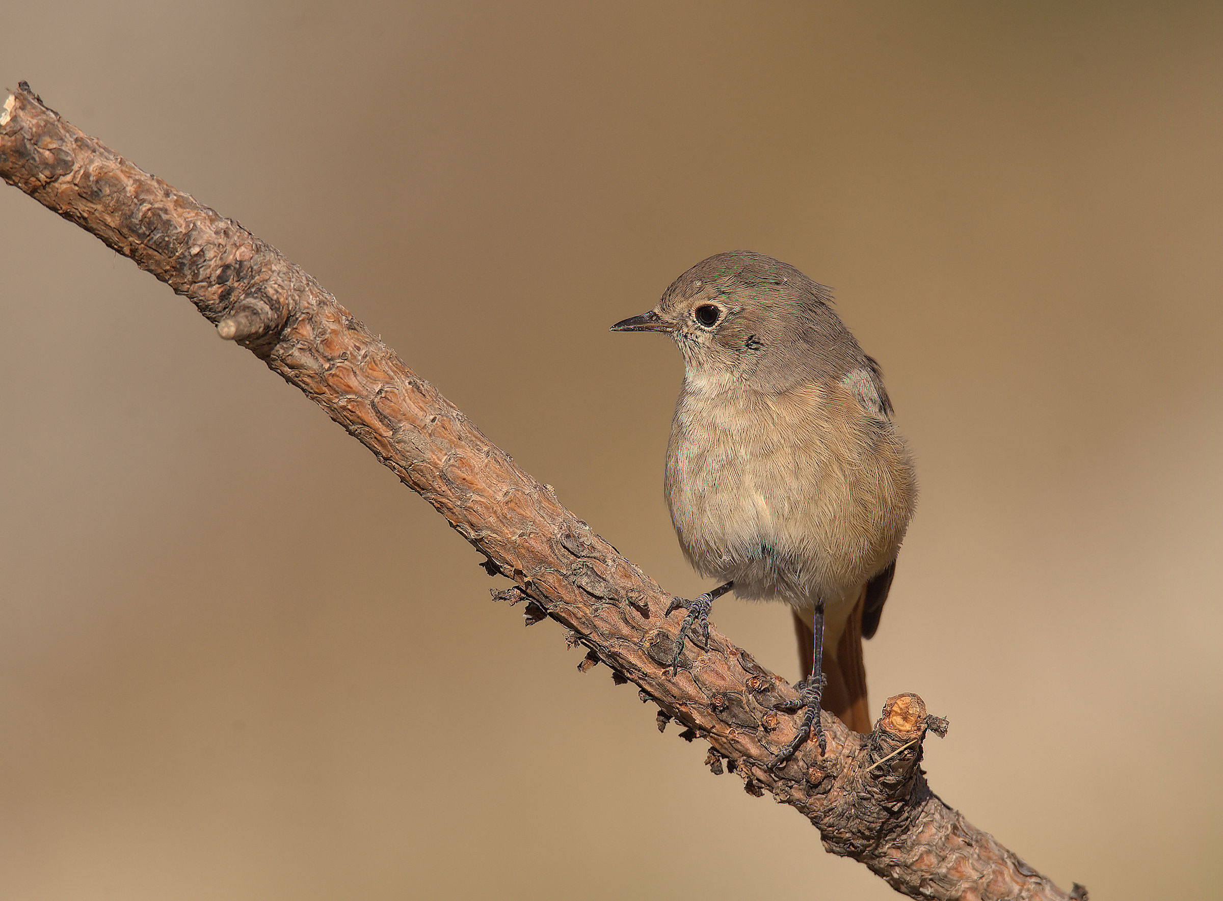 Common female codirosso