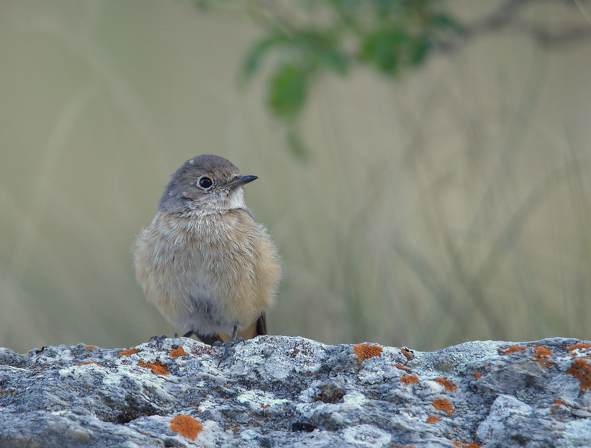 Common female codirosso