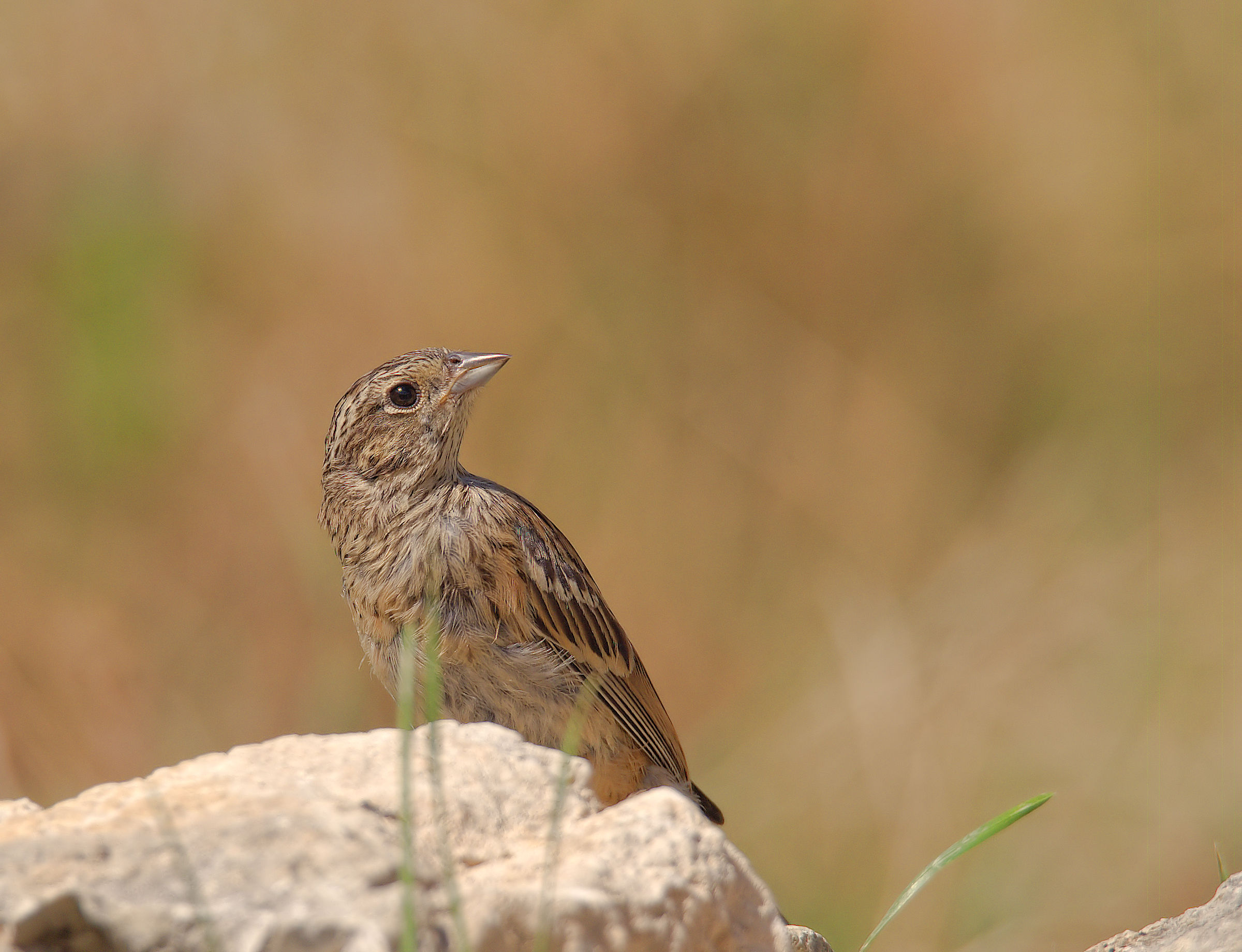 Female muciatto zigolo