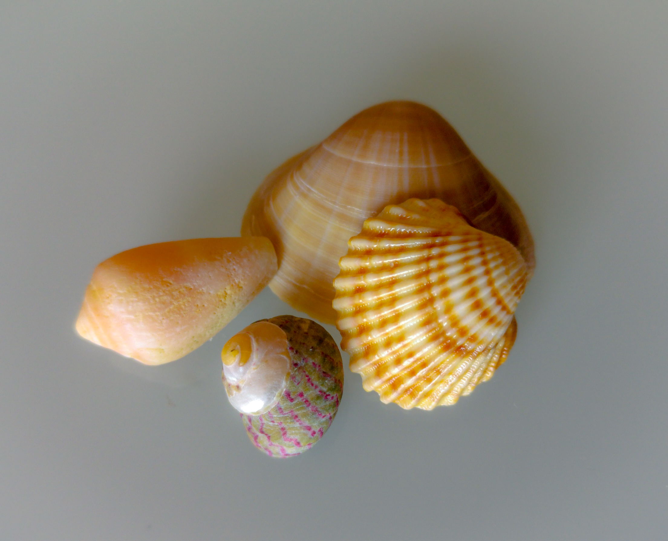 Shells
