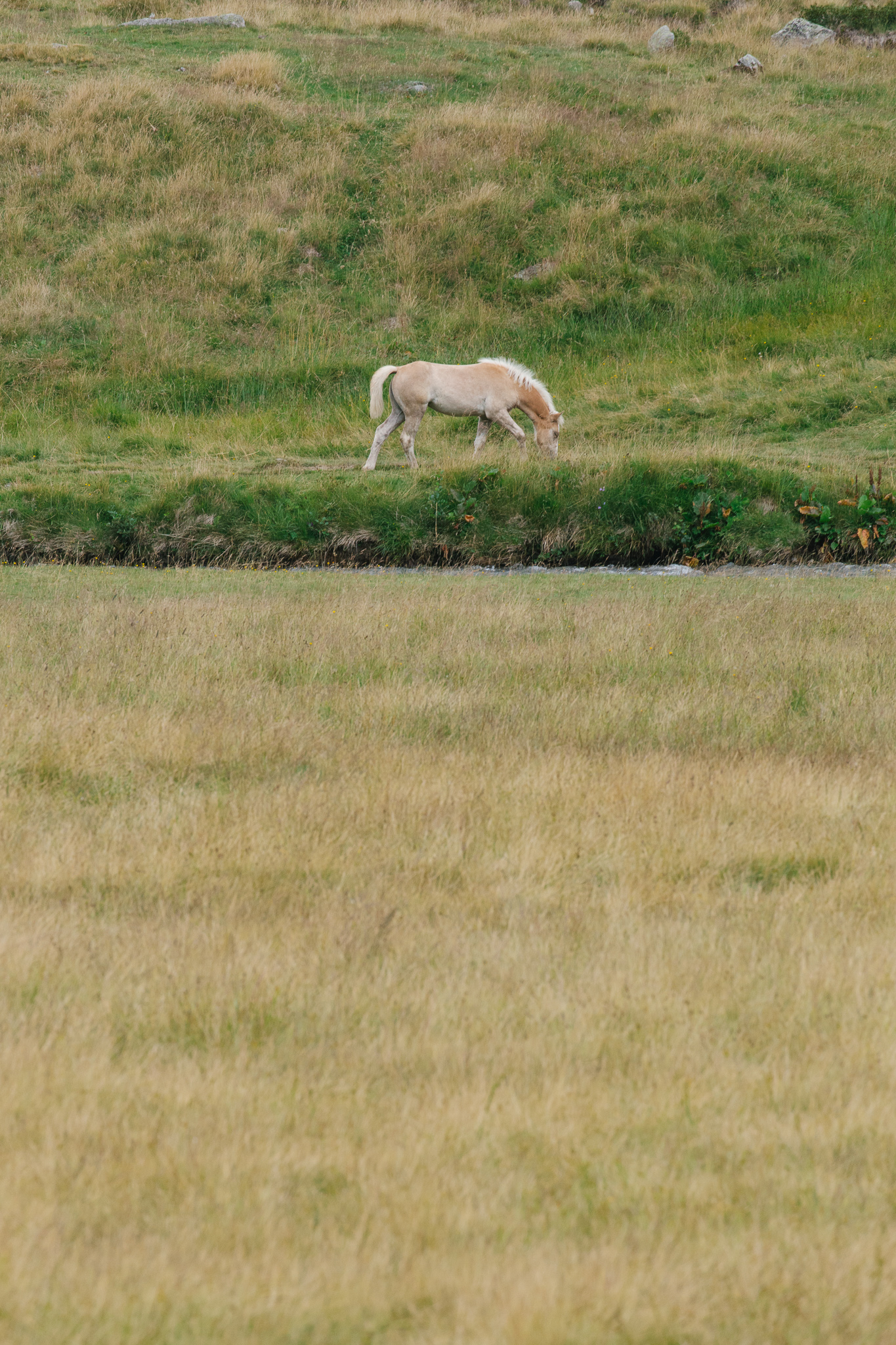 Horse in Smoking Valley
