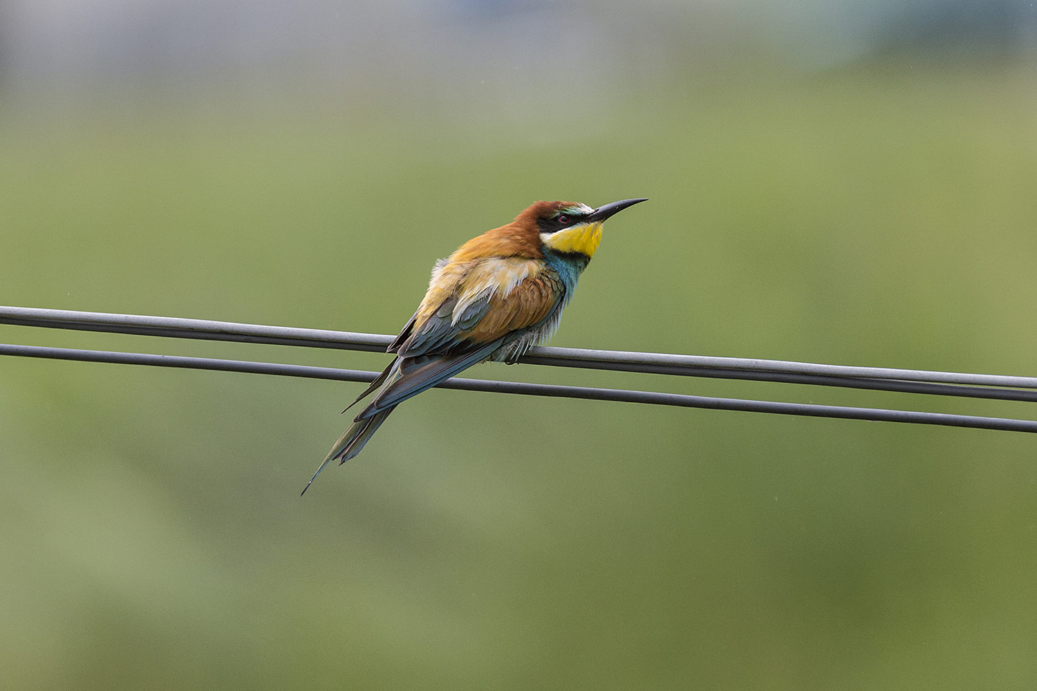 Bee-eater