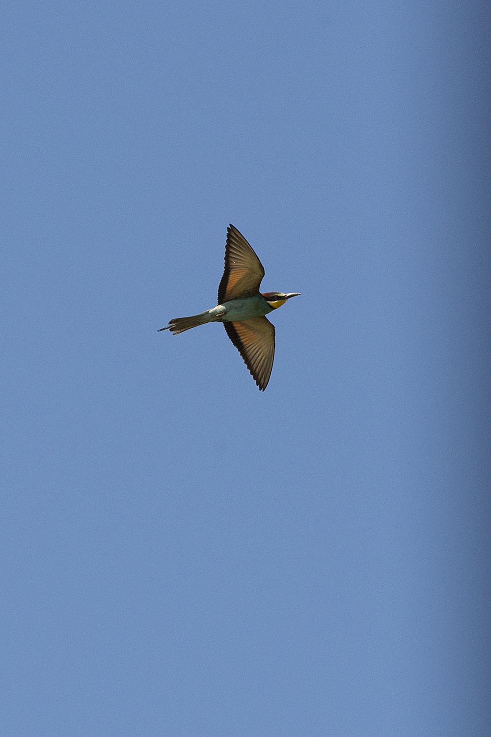 Bee-eater