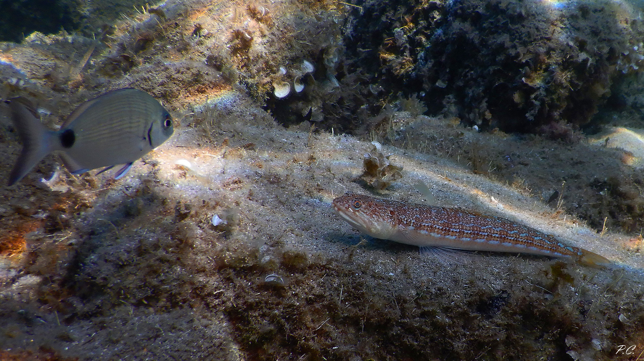 pesce lucertola