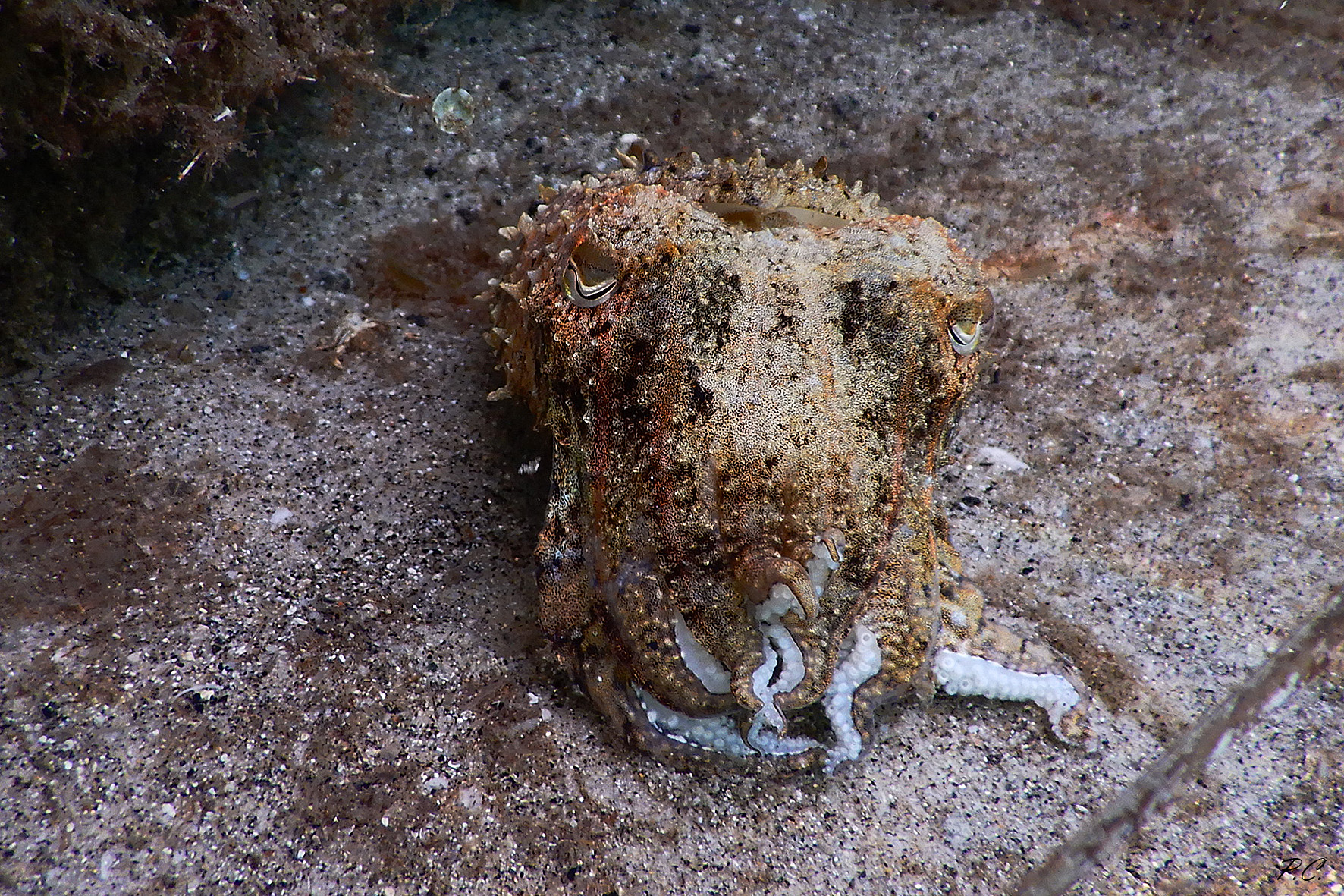 cuttlefish 2