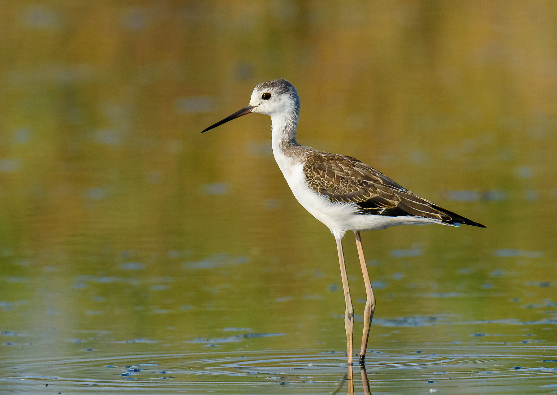 Young Knight of Italy