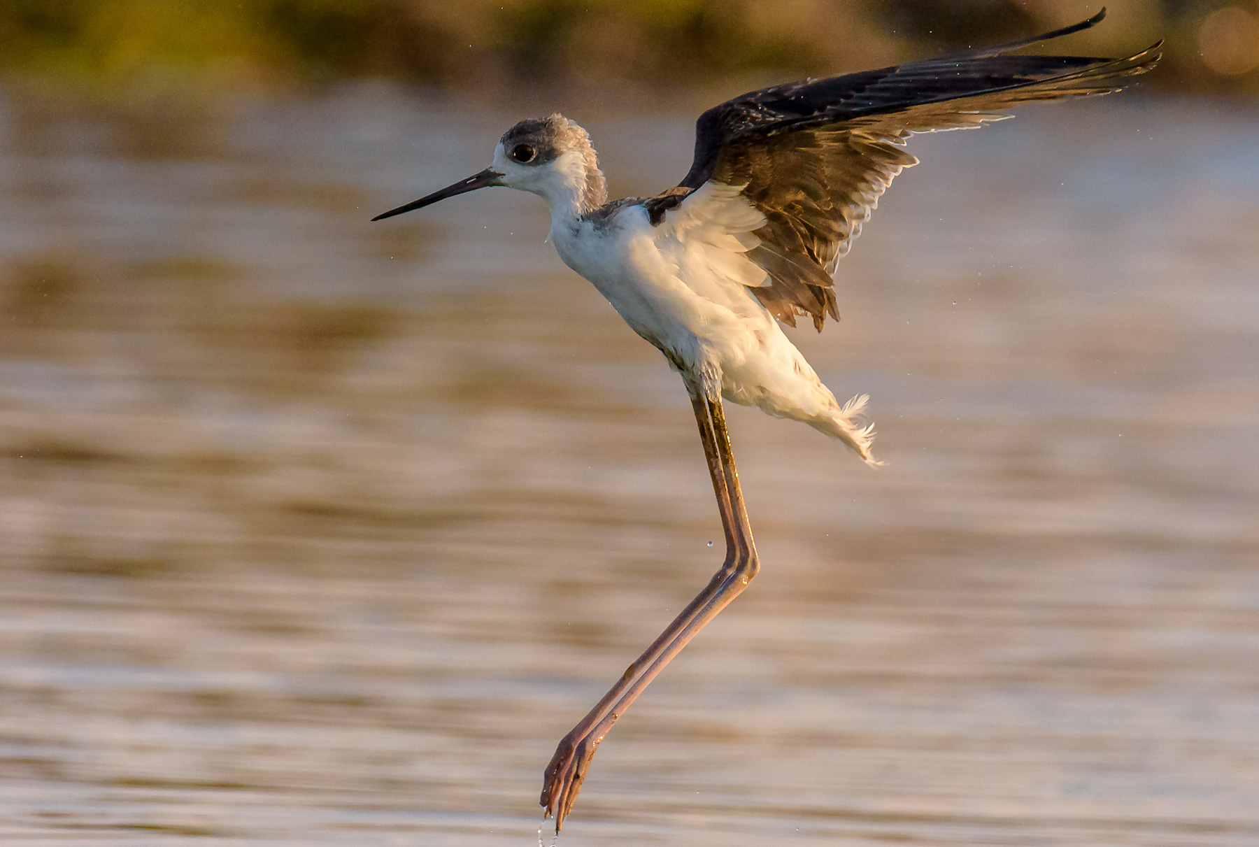 Young Knight of Italy