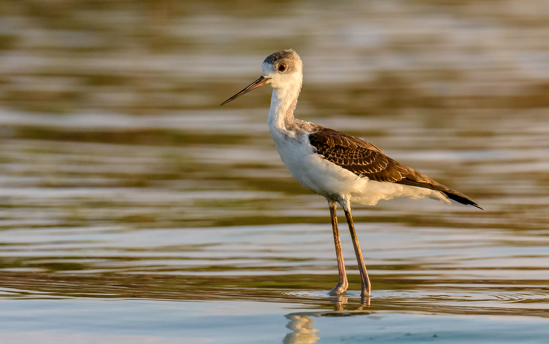 Young Knight of Italy