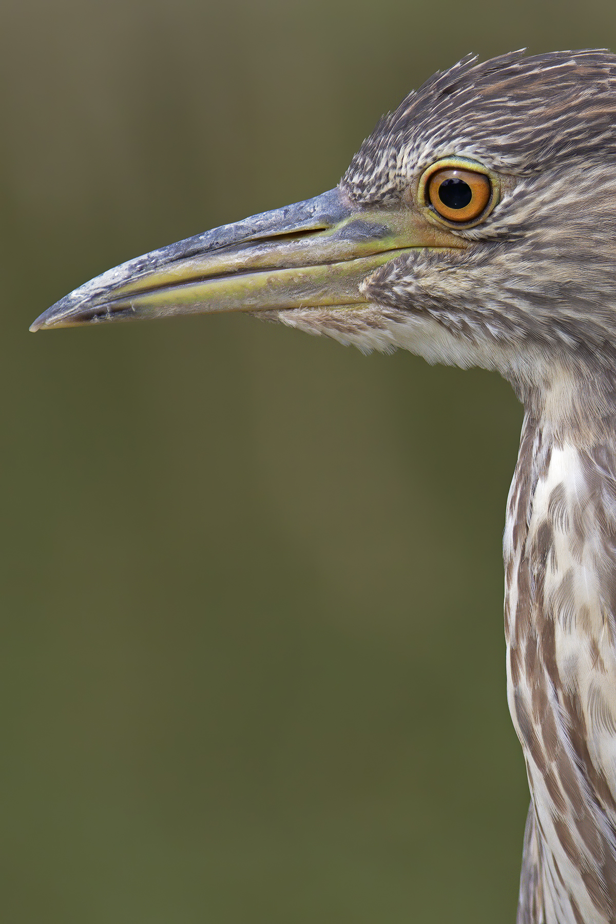 Nitticola Juv. Portrait,