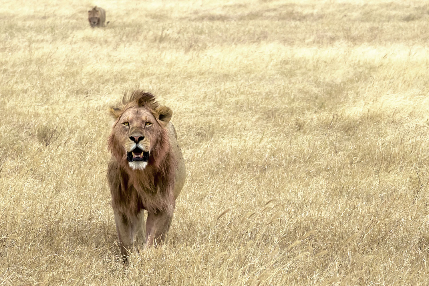 Nel cratere del Vulcano . Ngorongoro Tanzania Ago 2019