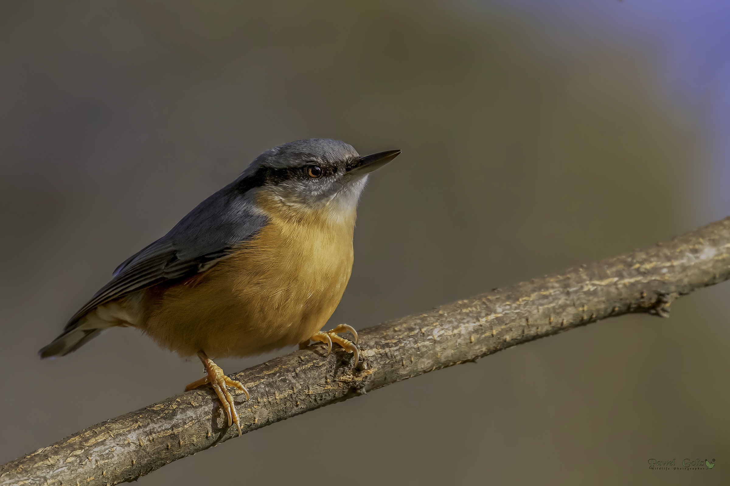 Nuthatch (Sitta europaea)