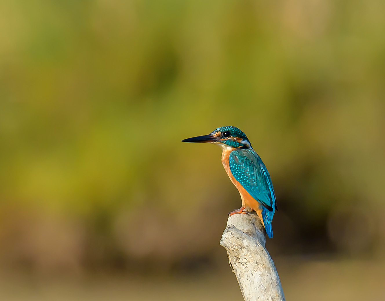 Kingfisher