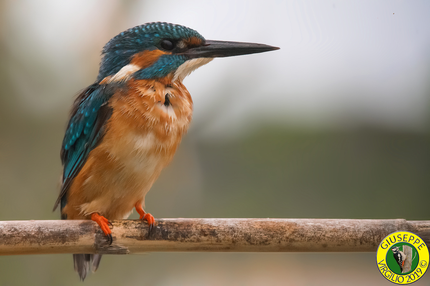 Alcedo atthis The kingfisher (Sardrgna)2019