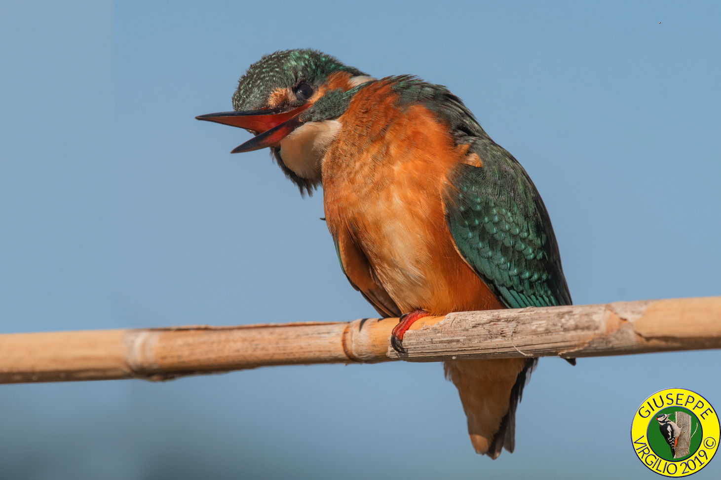 Alcedo atthis The kingfisher (Sardegna)2019