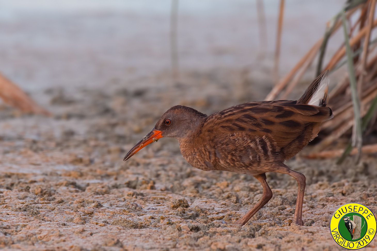 Rallus aquaticus Young Pig (Sardegna)2019