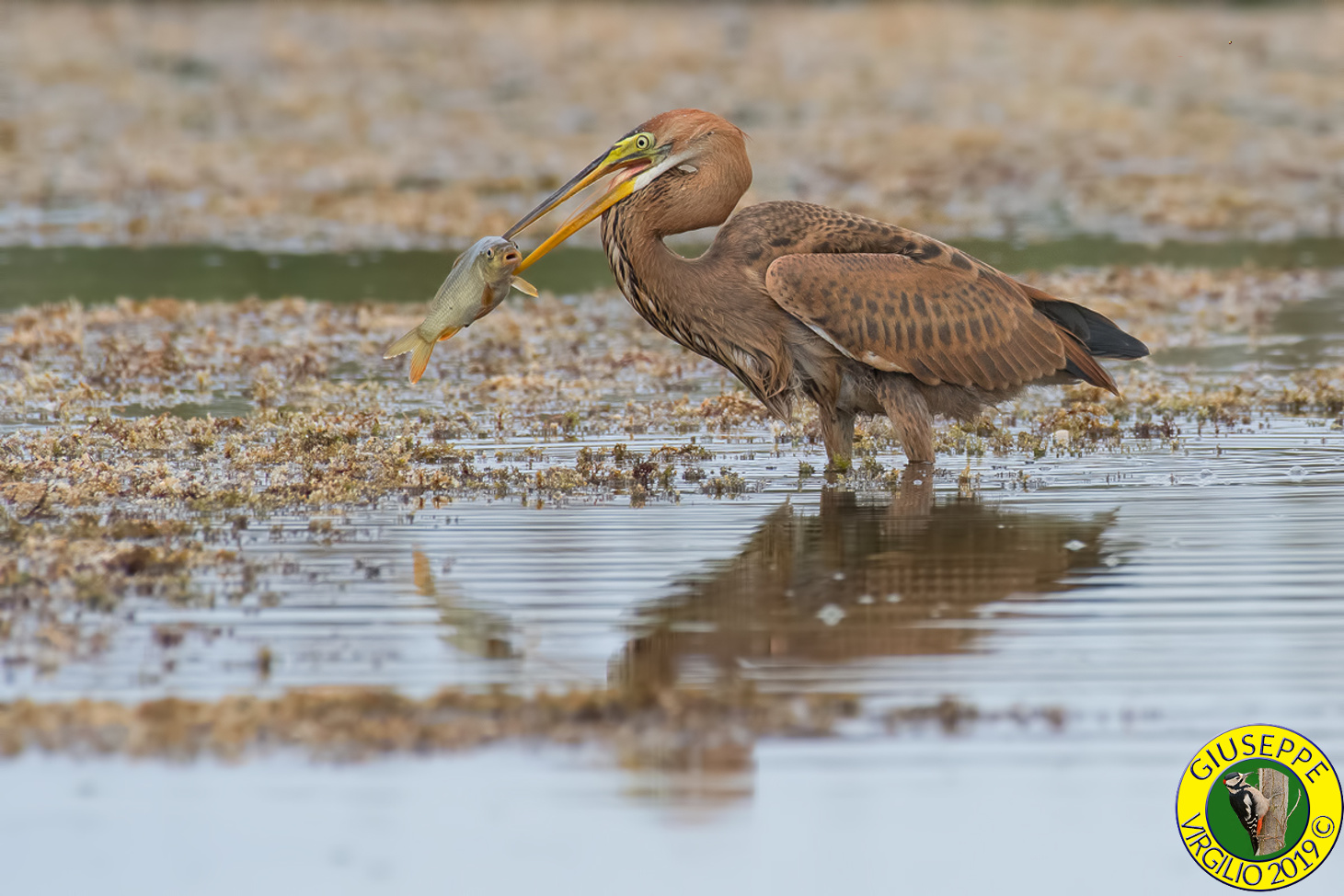 Young Red Heron (Sardegna) 2019