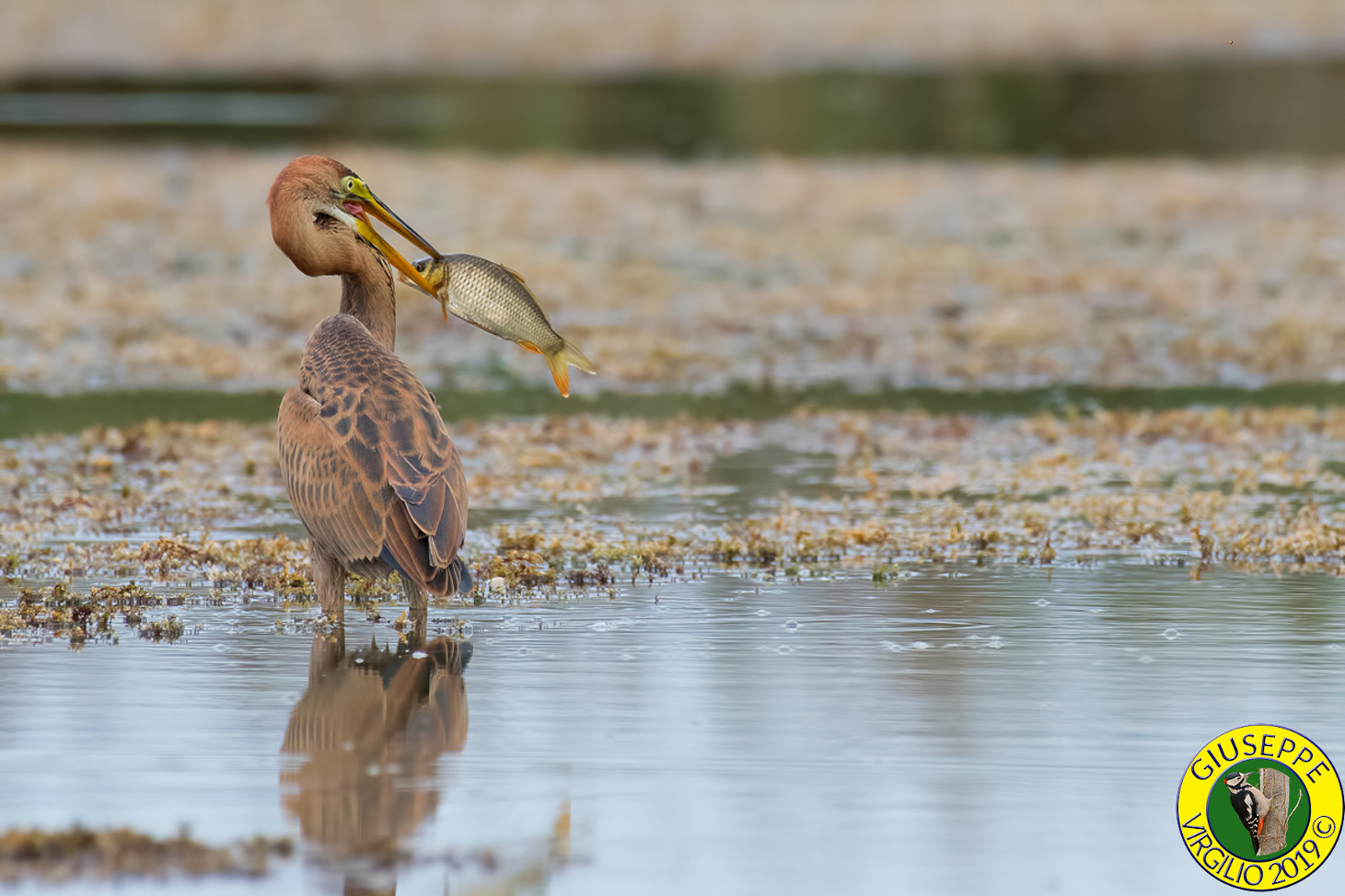 Airone Rosso giovane -Ardea purpurea (Sardegna ) 2019