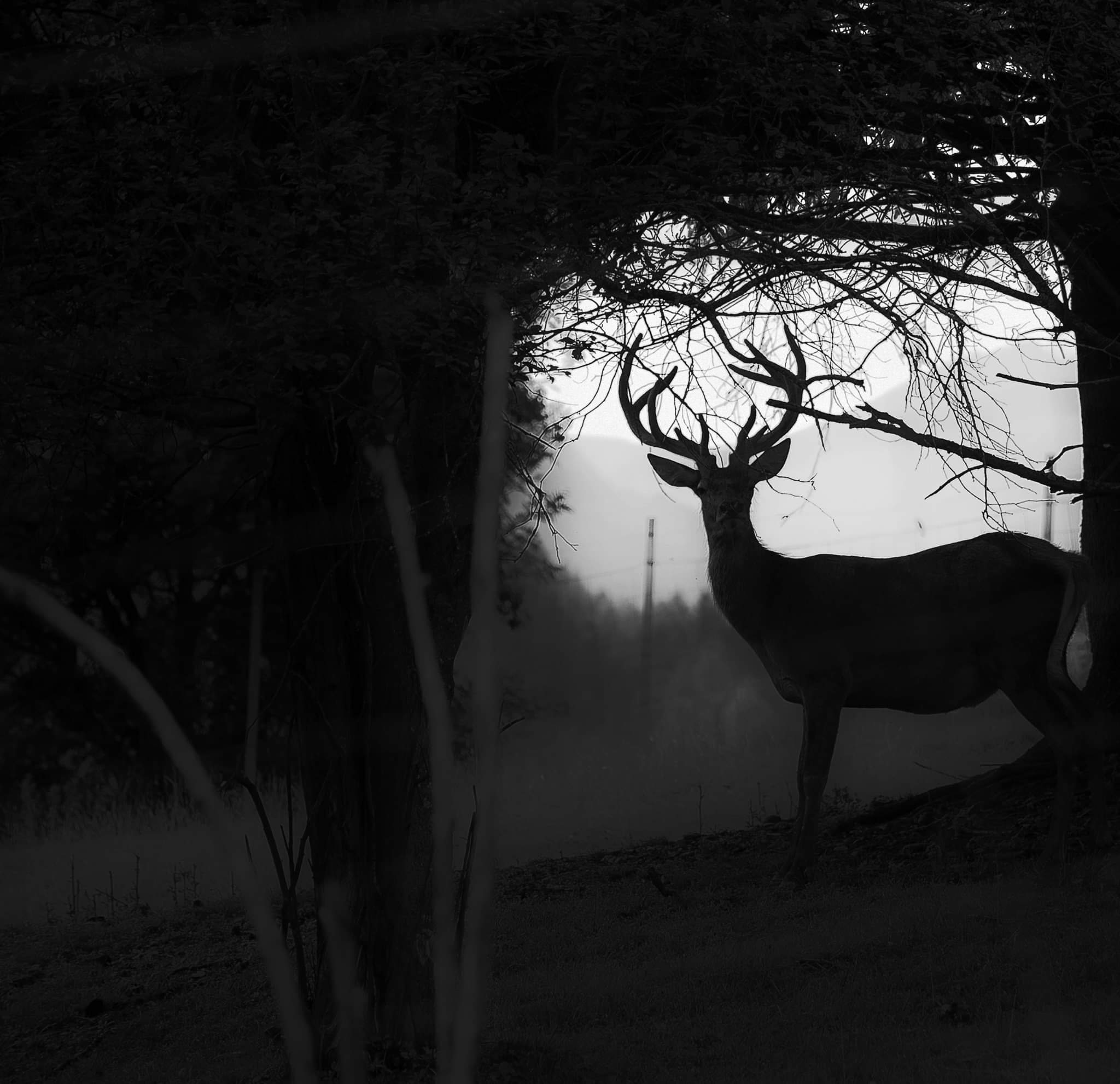 Black and white deer
