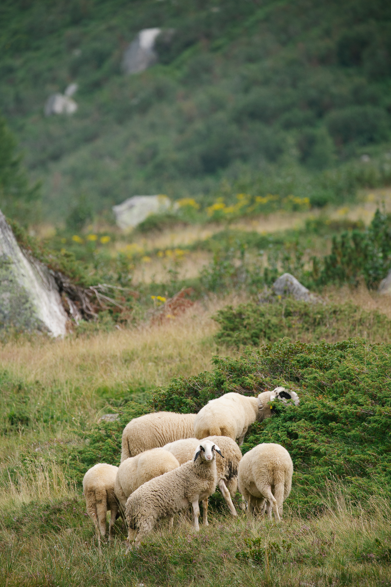 Sheeps in Smoke Valley