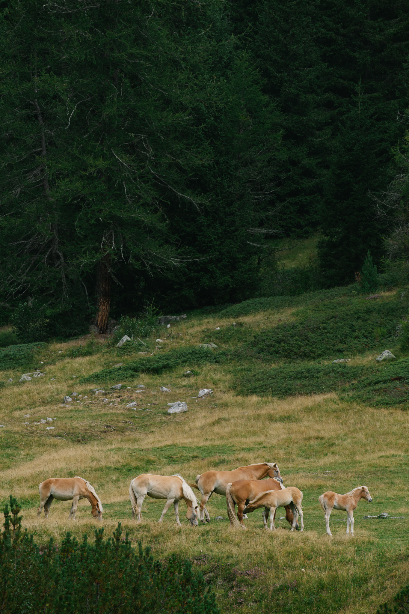 Horses in Smoking Valley
