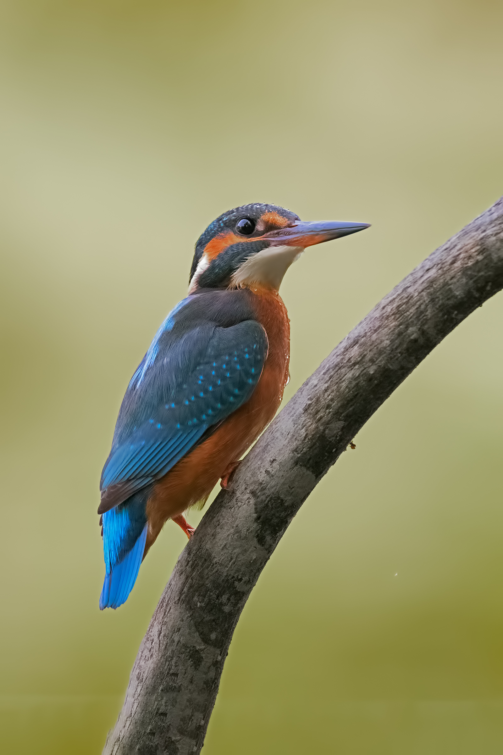 Martina listening to the call of the Male