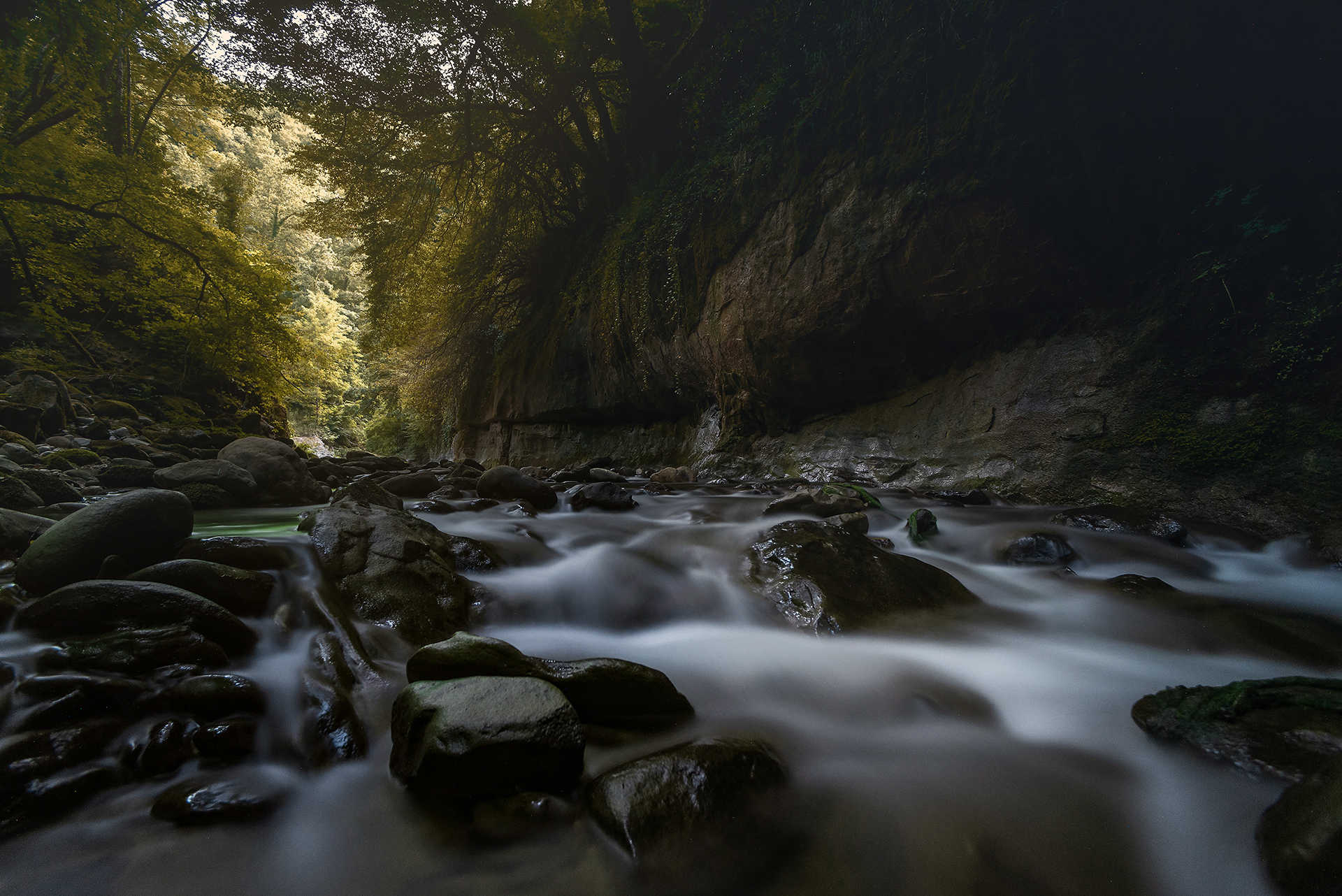 Wandering into the wood