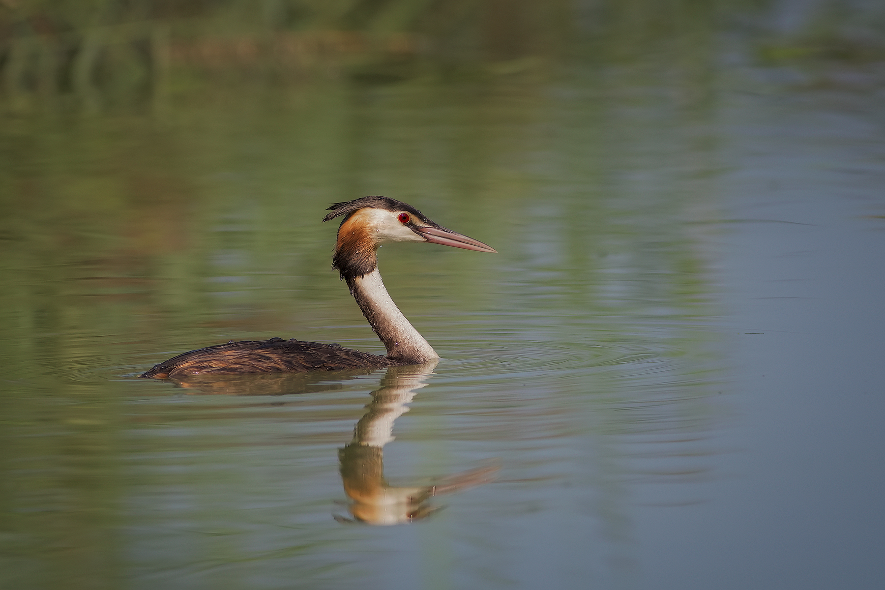 Grebe
