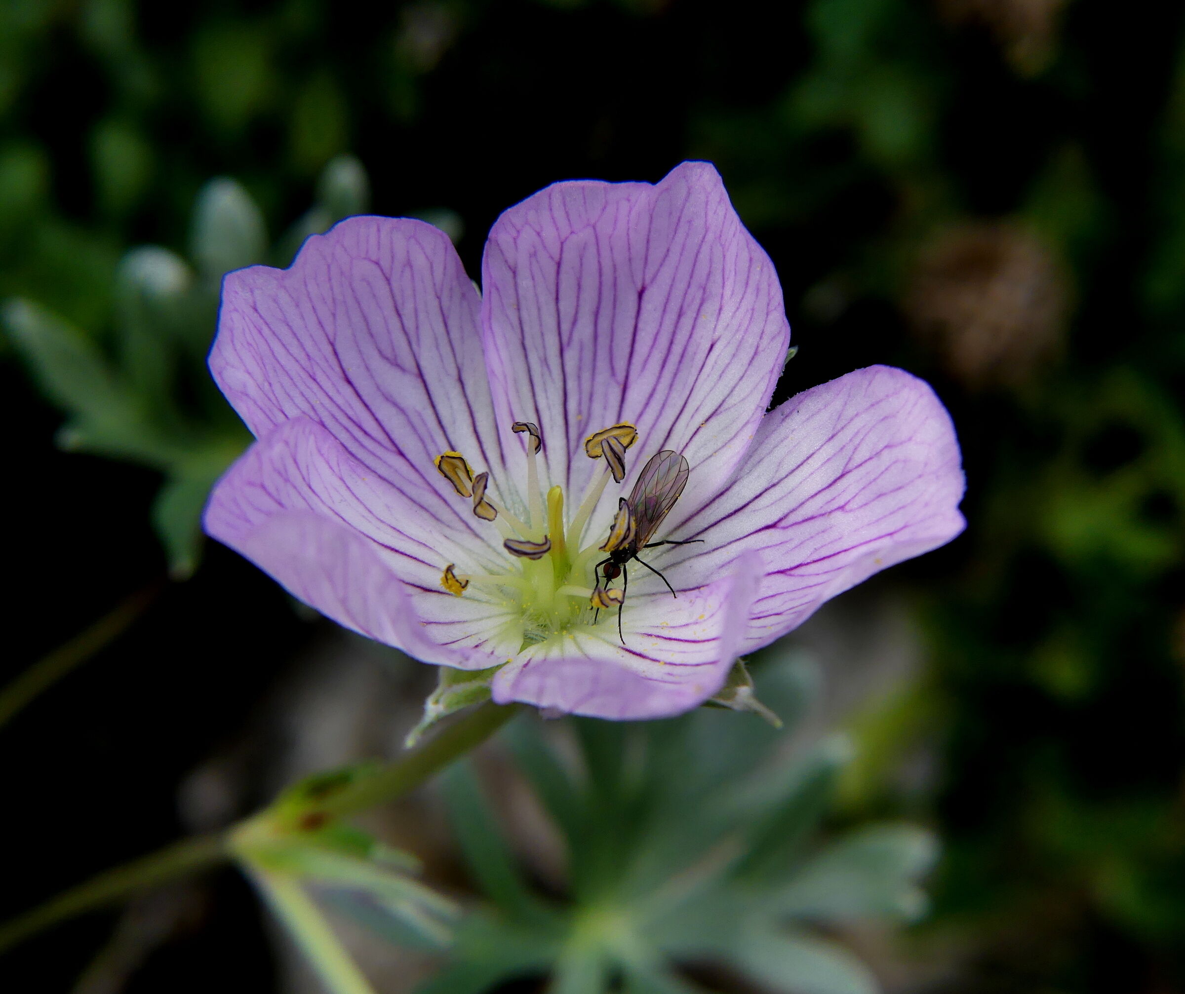Geranium argentinum with guest