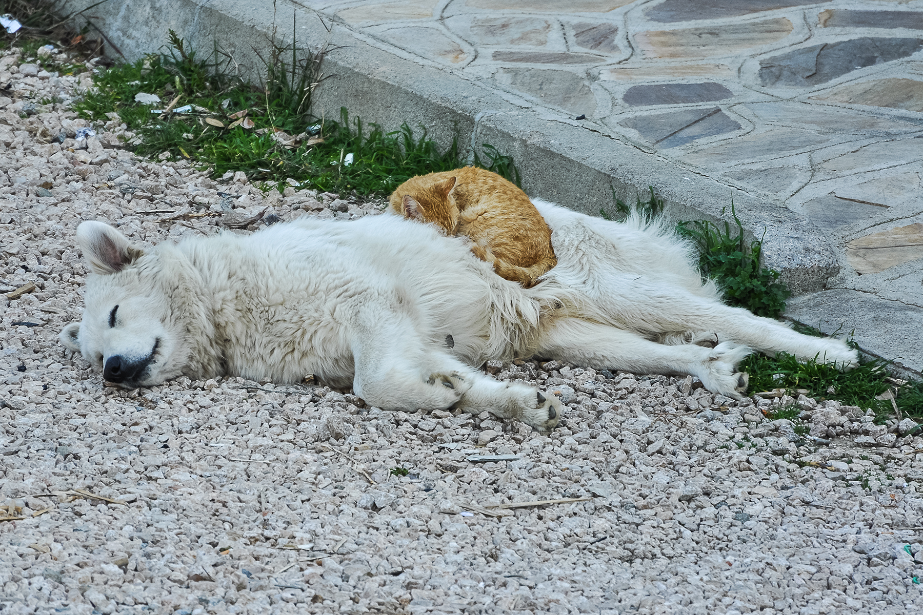 Dog and Cat