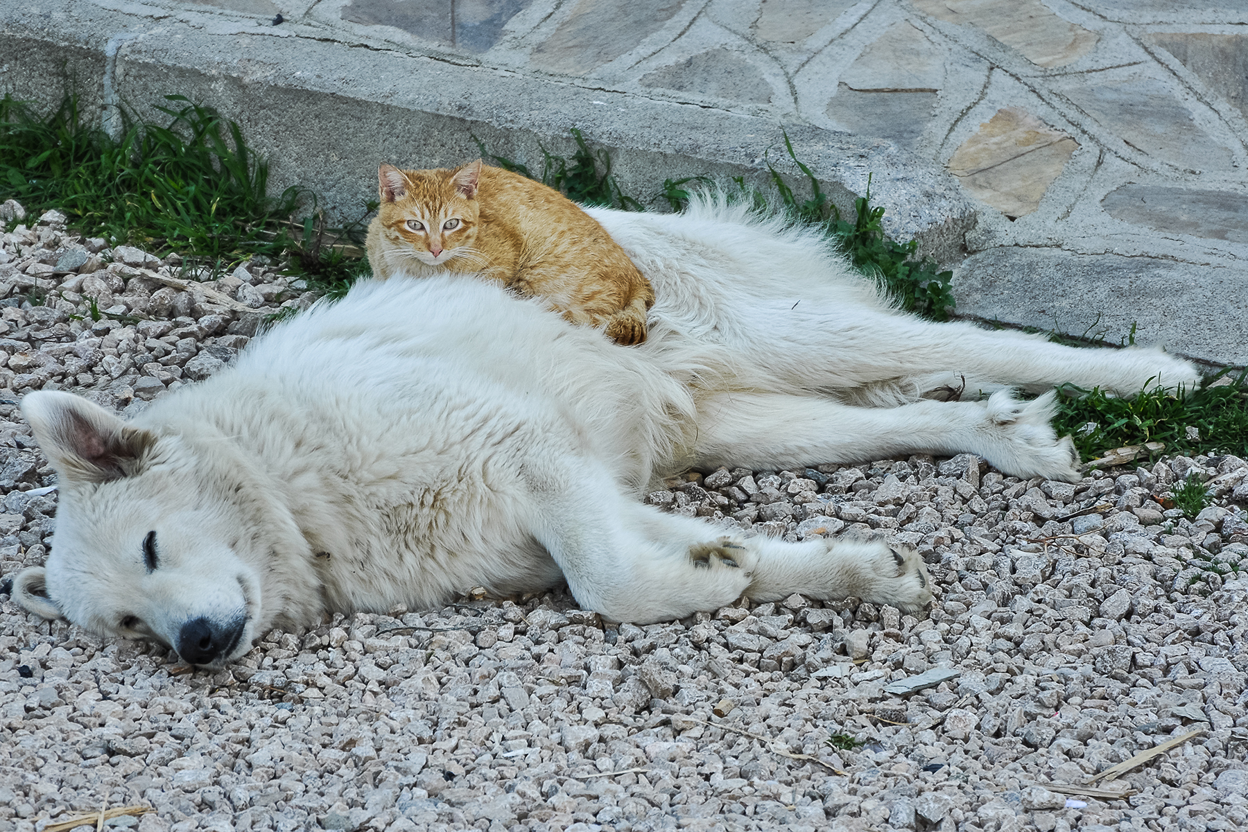 Dog and Cat