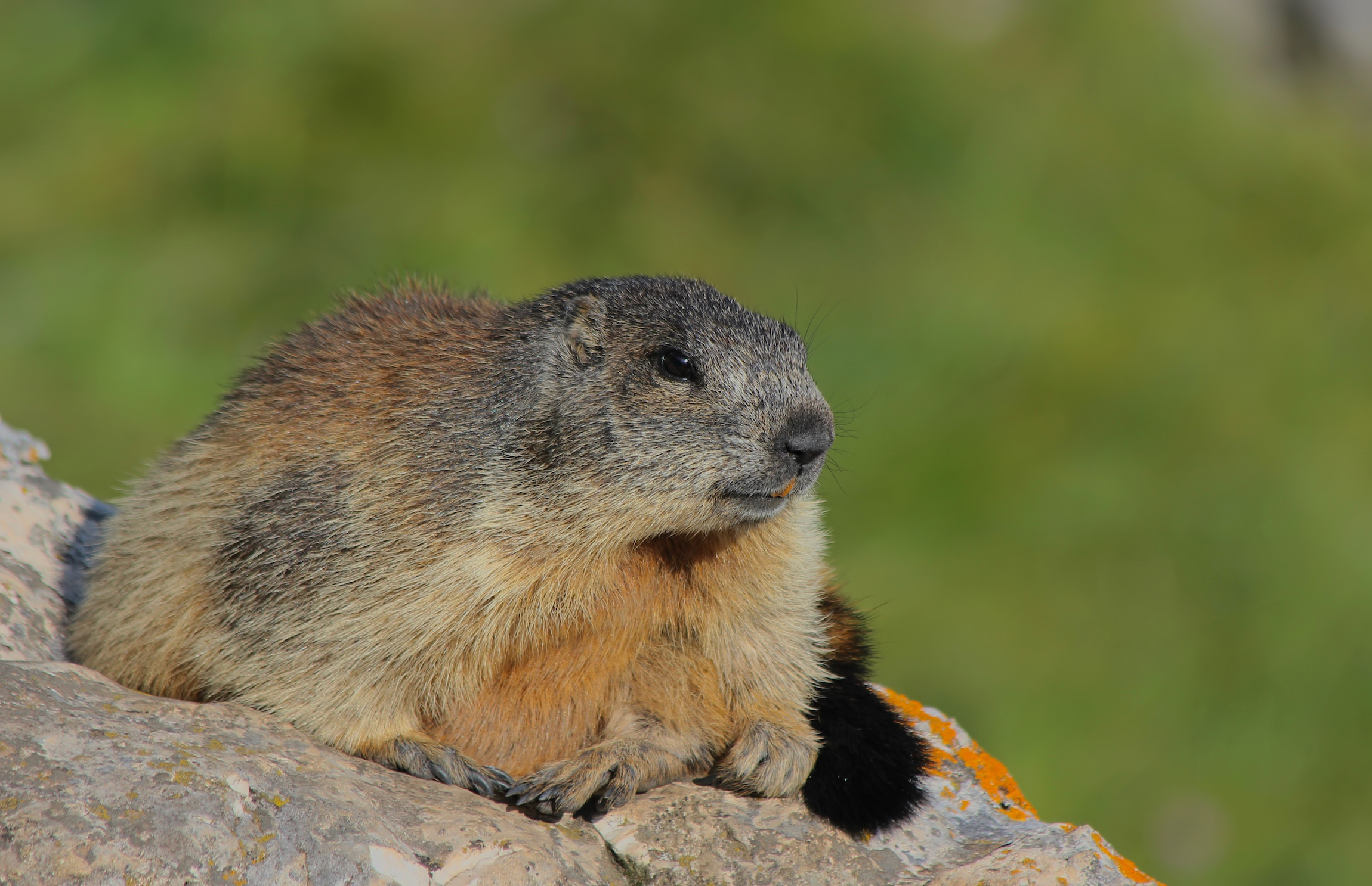 Marmot