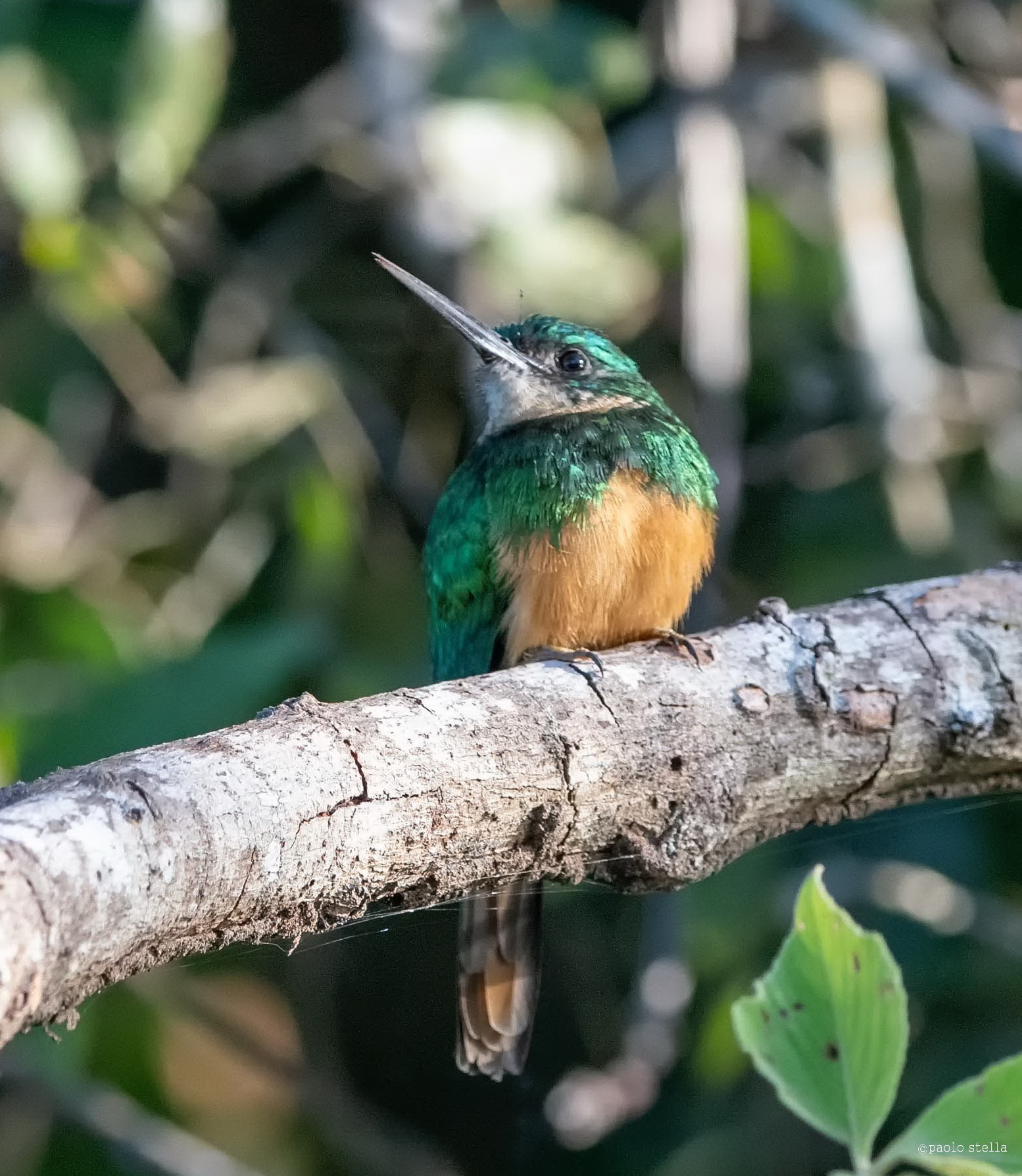 Rufous-tailed jacamar (Galbula ruficauda)