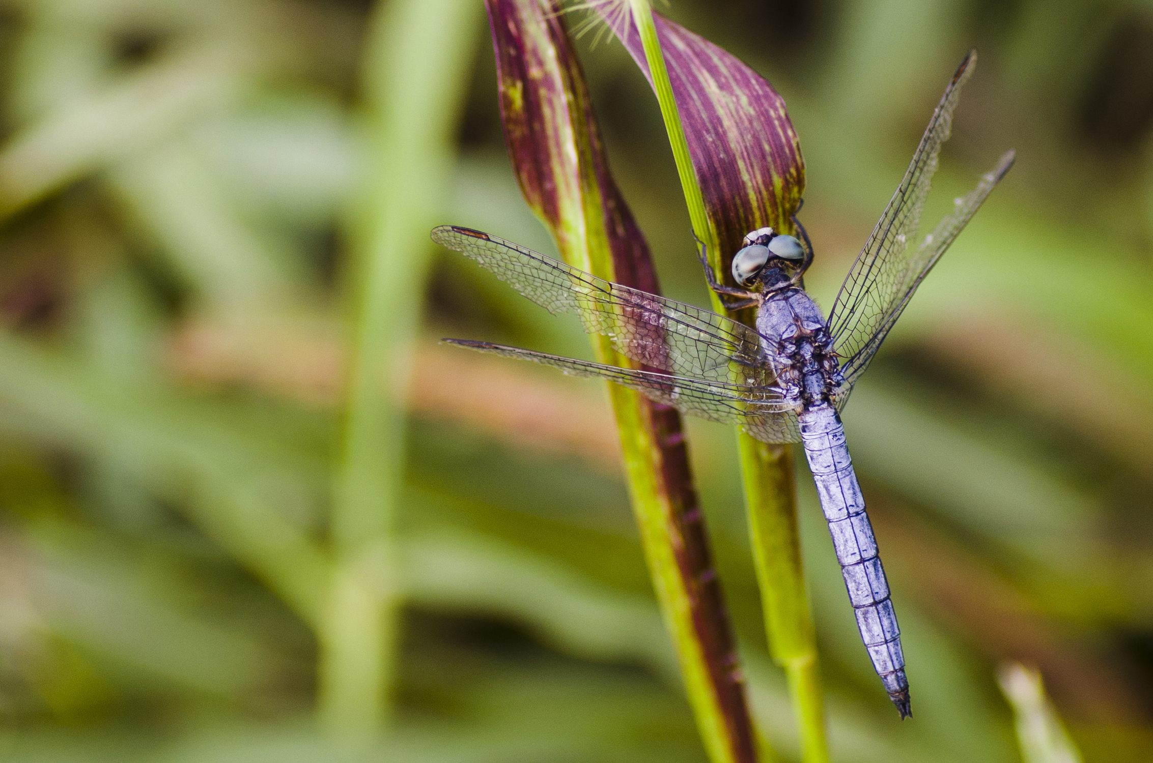 Libellula