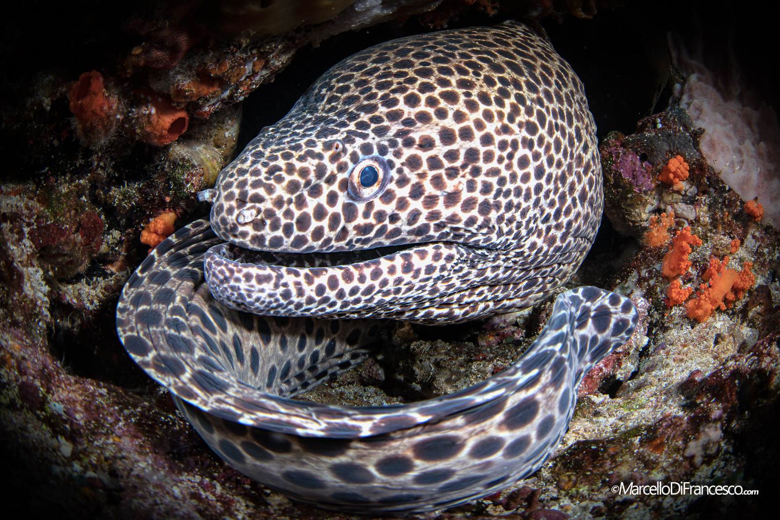 Laced Moray (Gymnothorax favagineus)