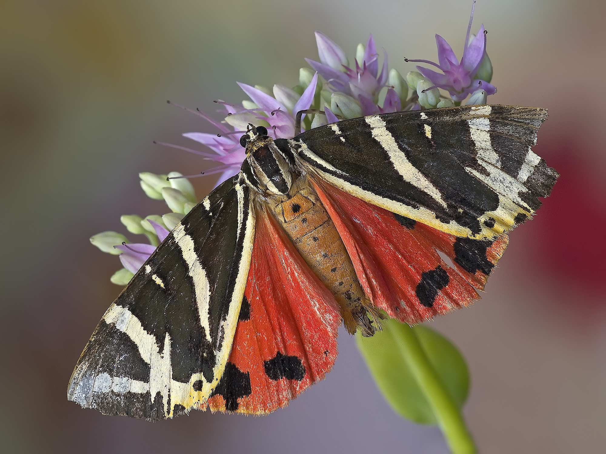 Euplagia-quadripunctaria