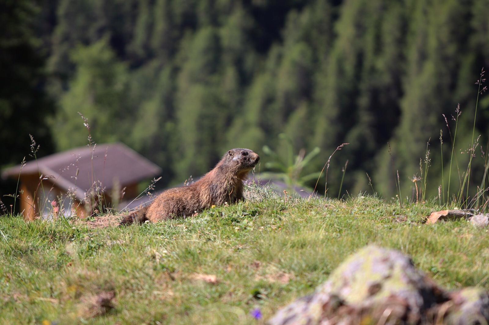 Marmot