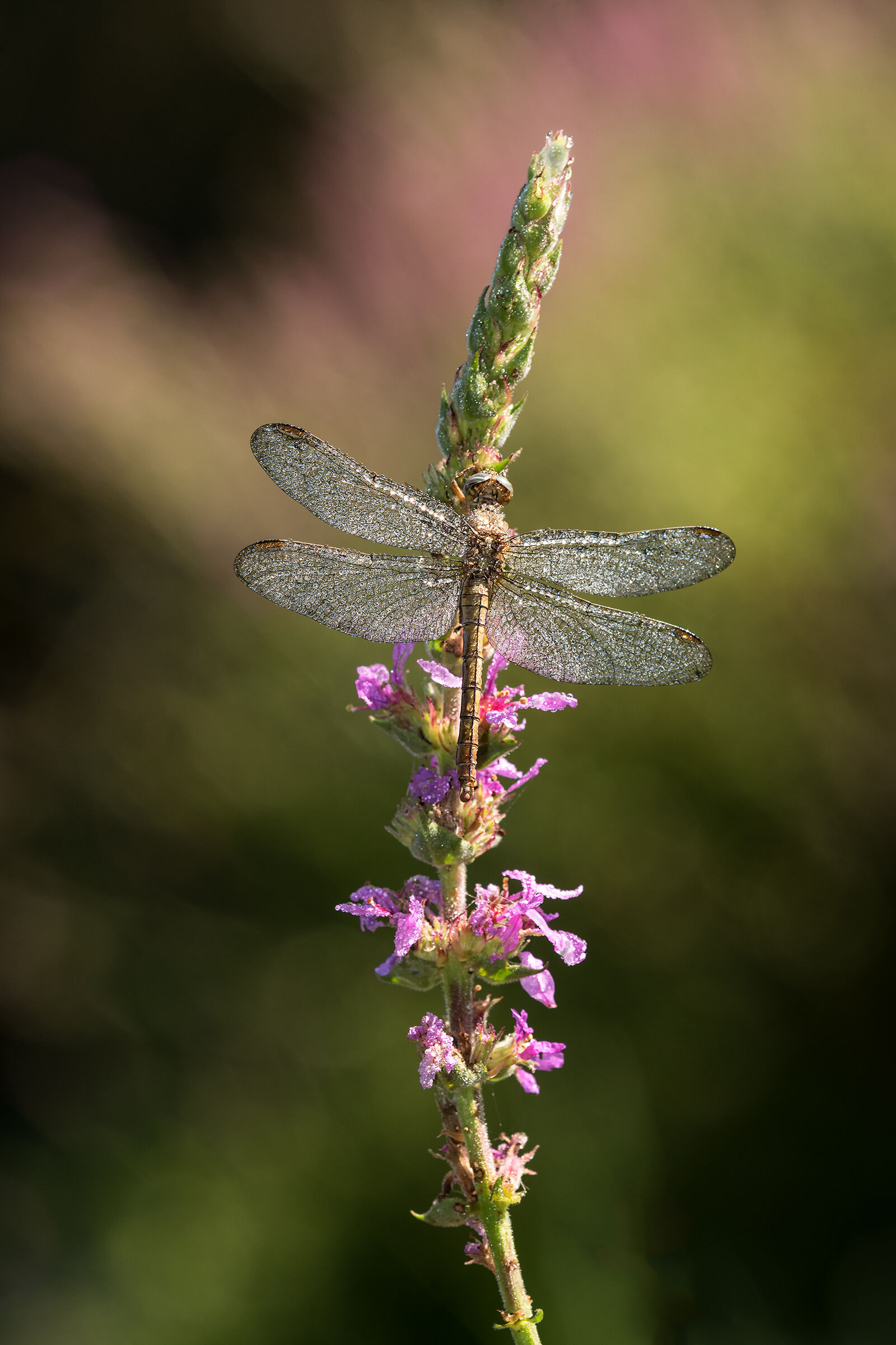 Orthetrum coerulescens..