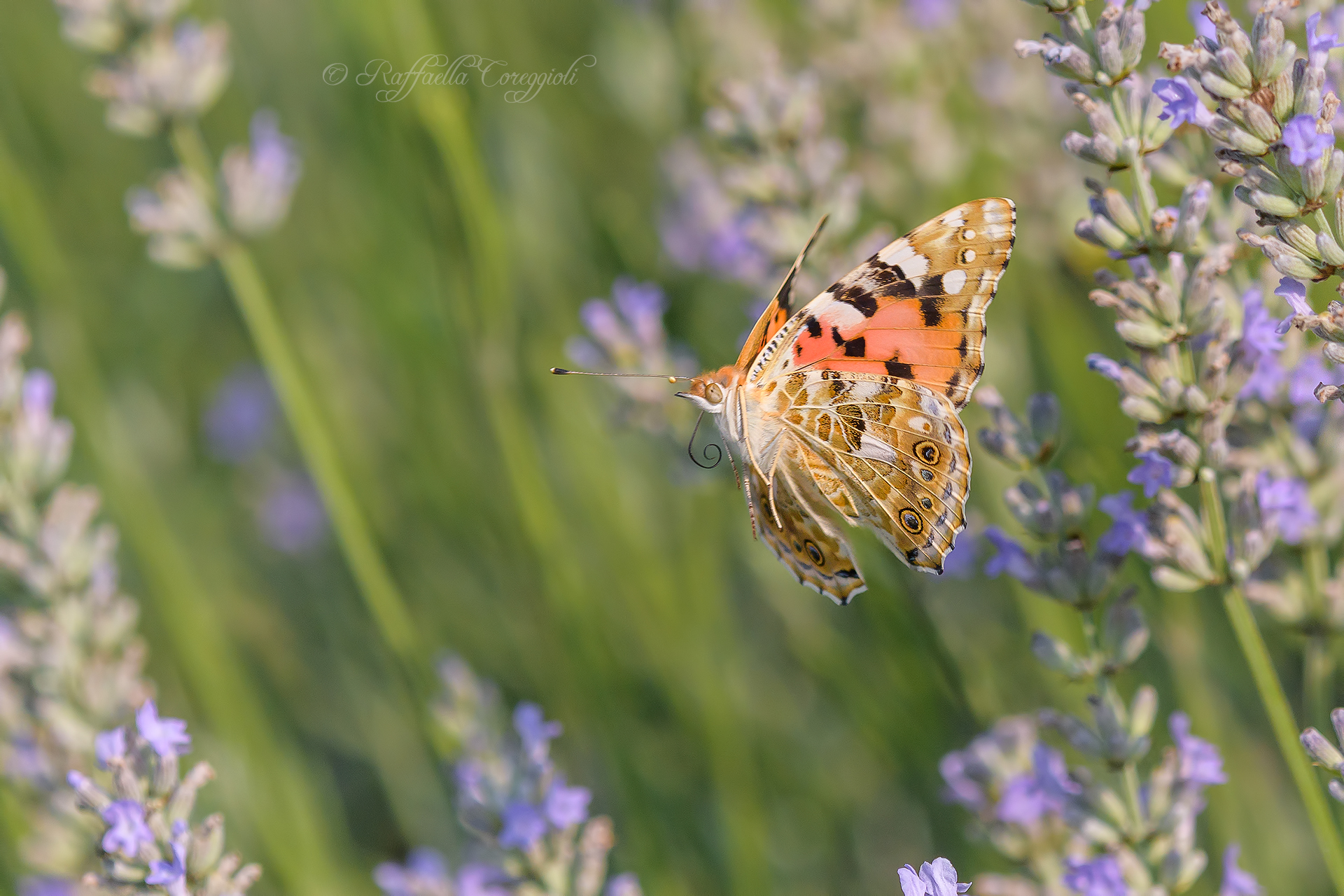 Vanessa Cardui
