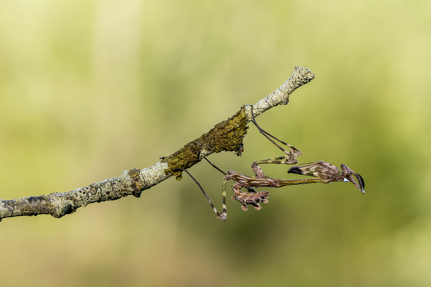 Empusa pennata.