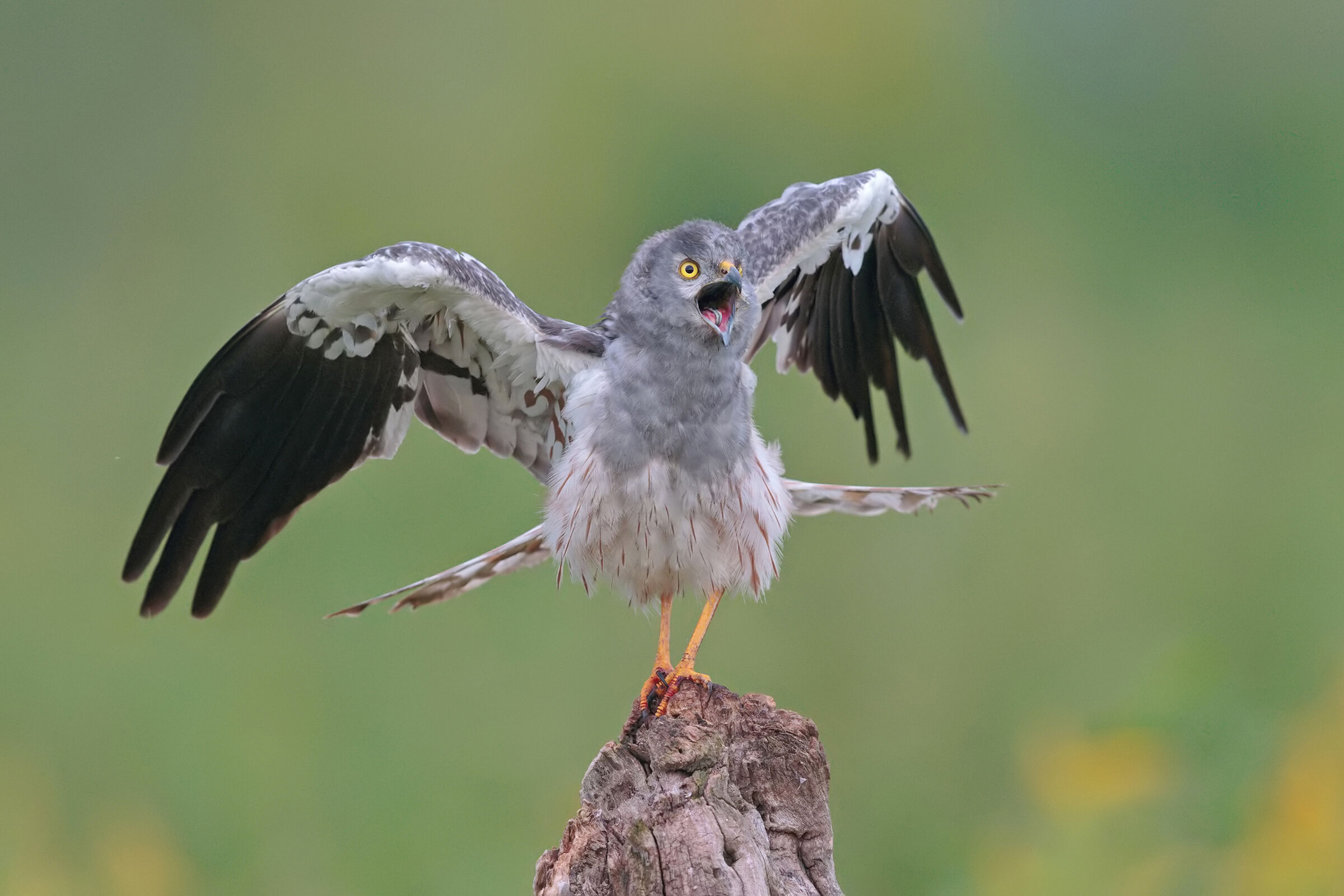 Albanella Minore maschio