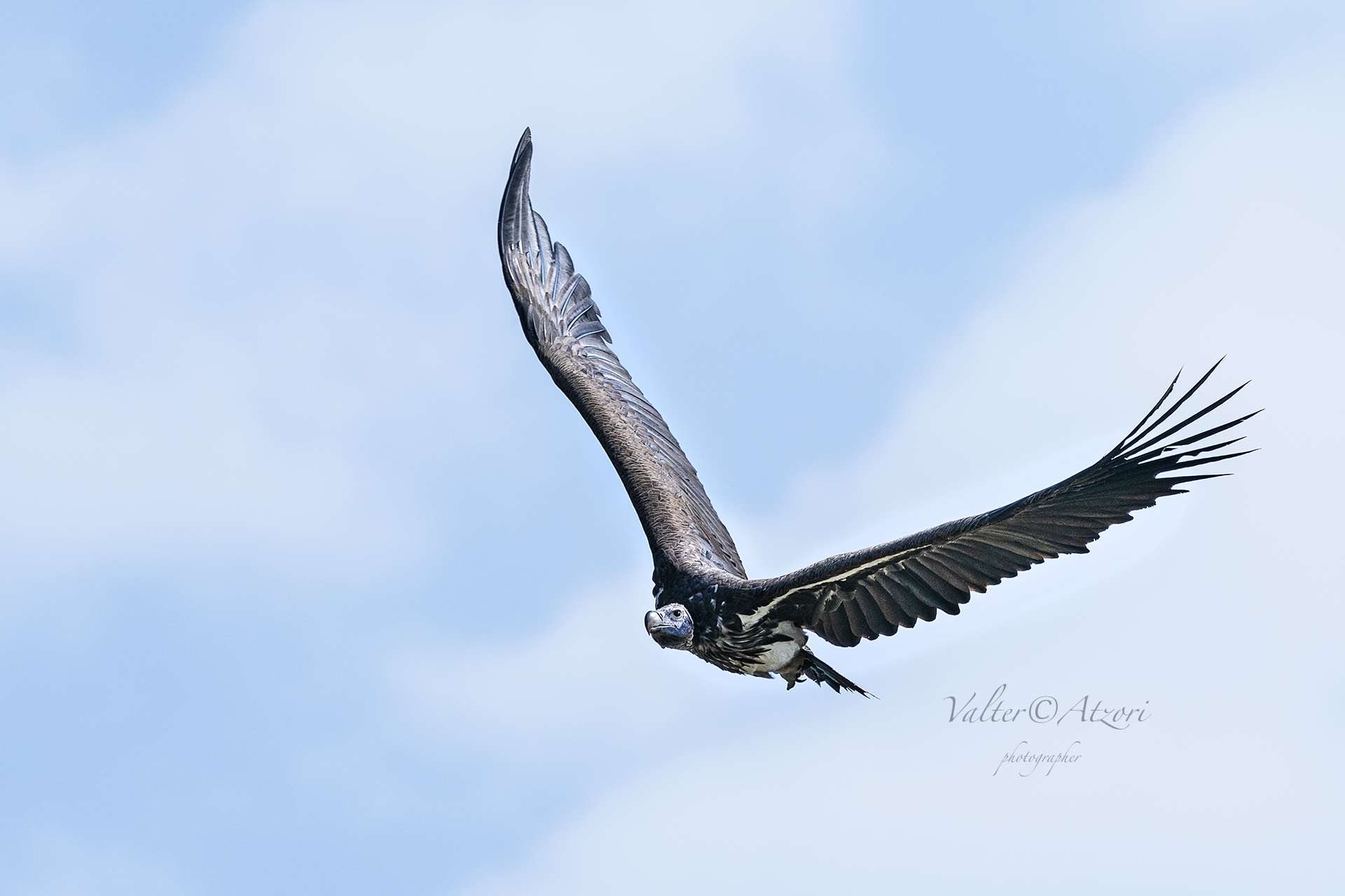 The Vulture's Flight