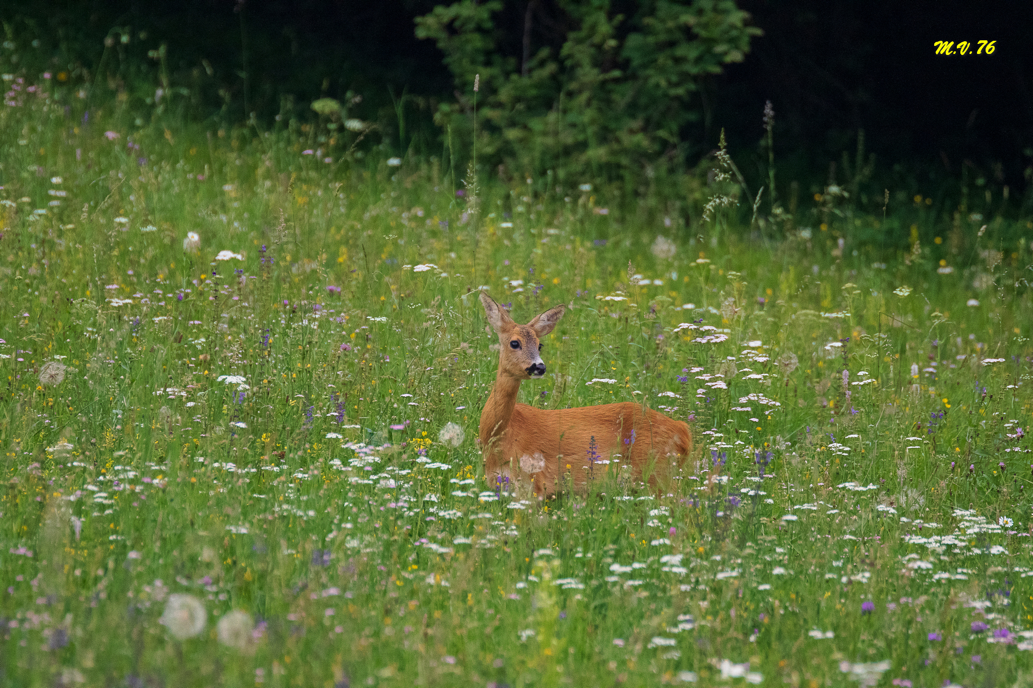 Female roe deer
