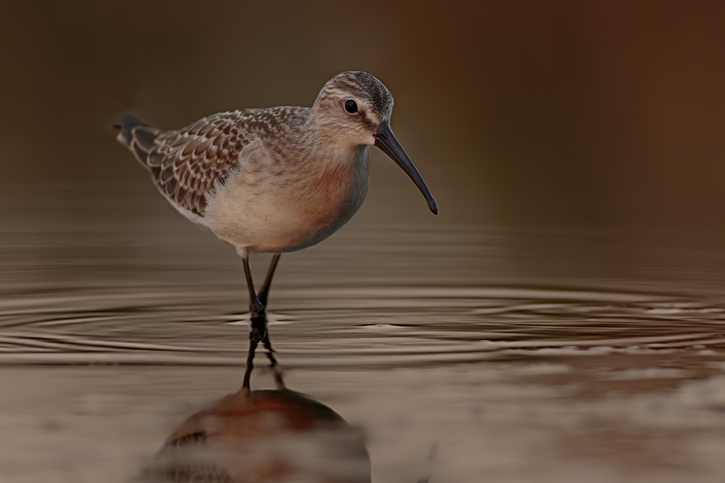 Piovanello  alle prime luci