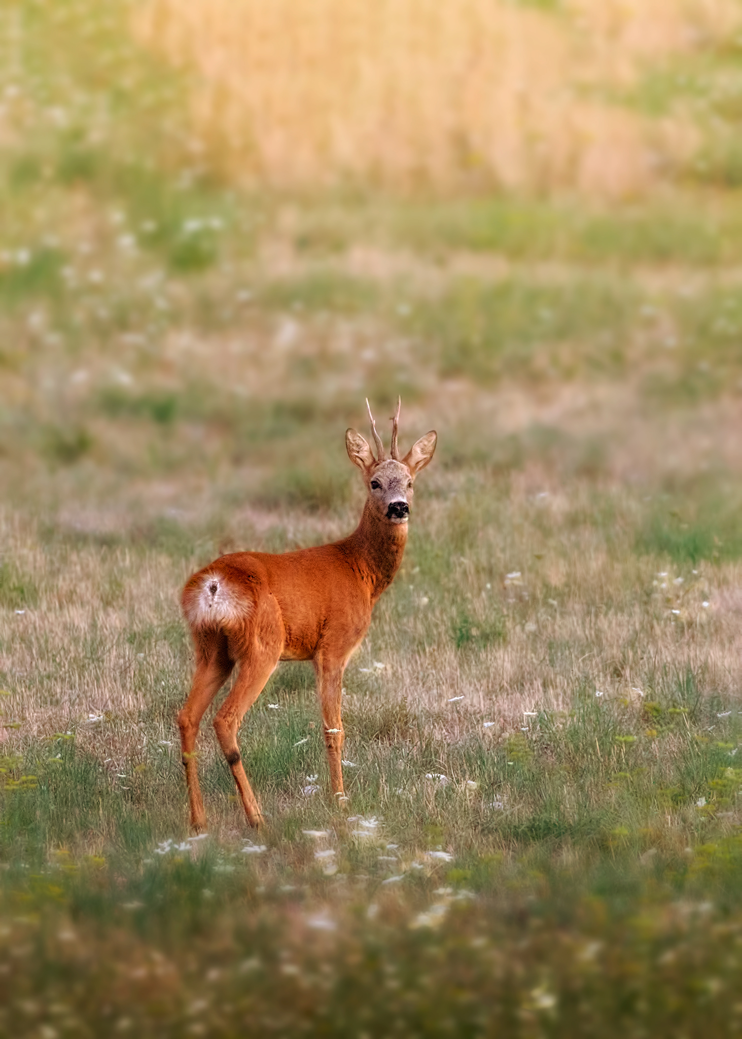 Roe deer at dawn