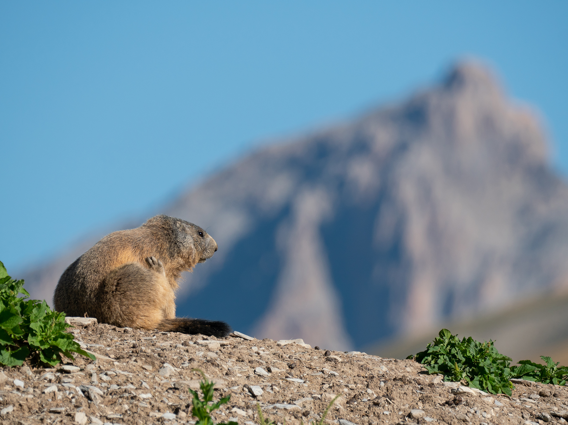 Grattatina at Magdalene Hill