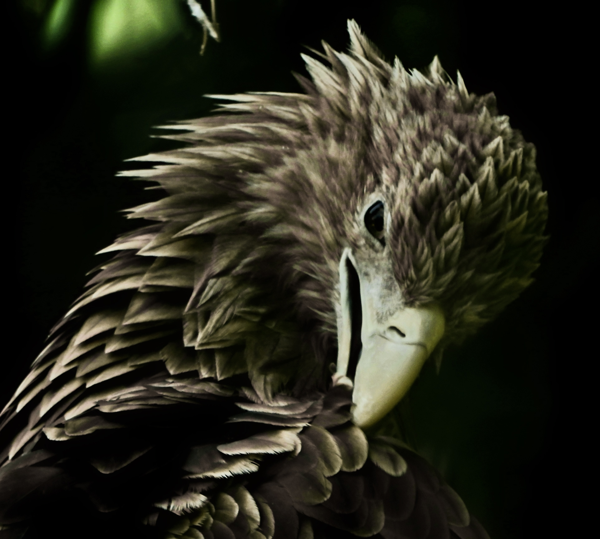 Aquila