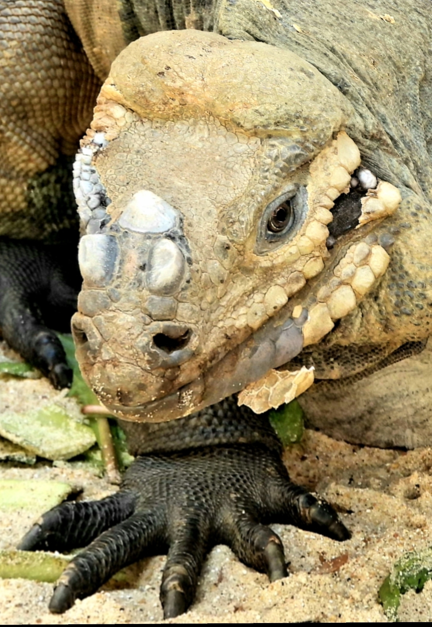 Iguana