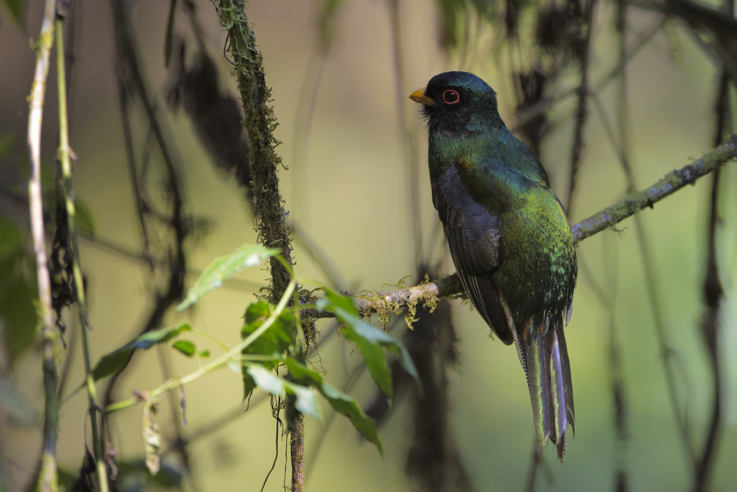 Trogon