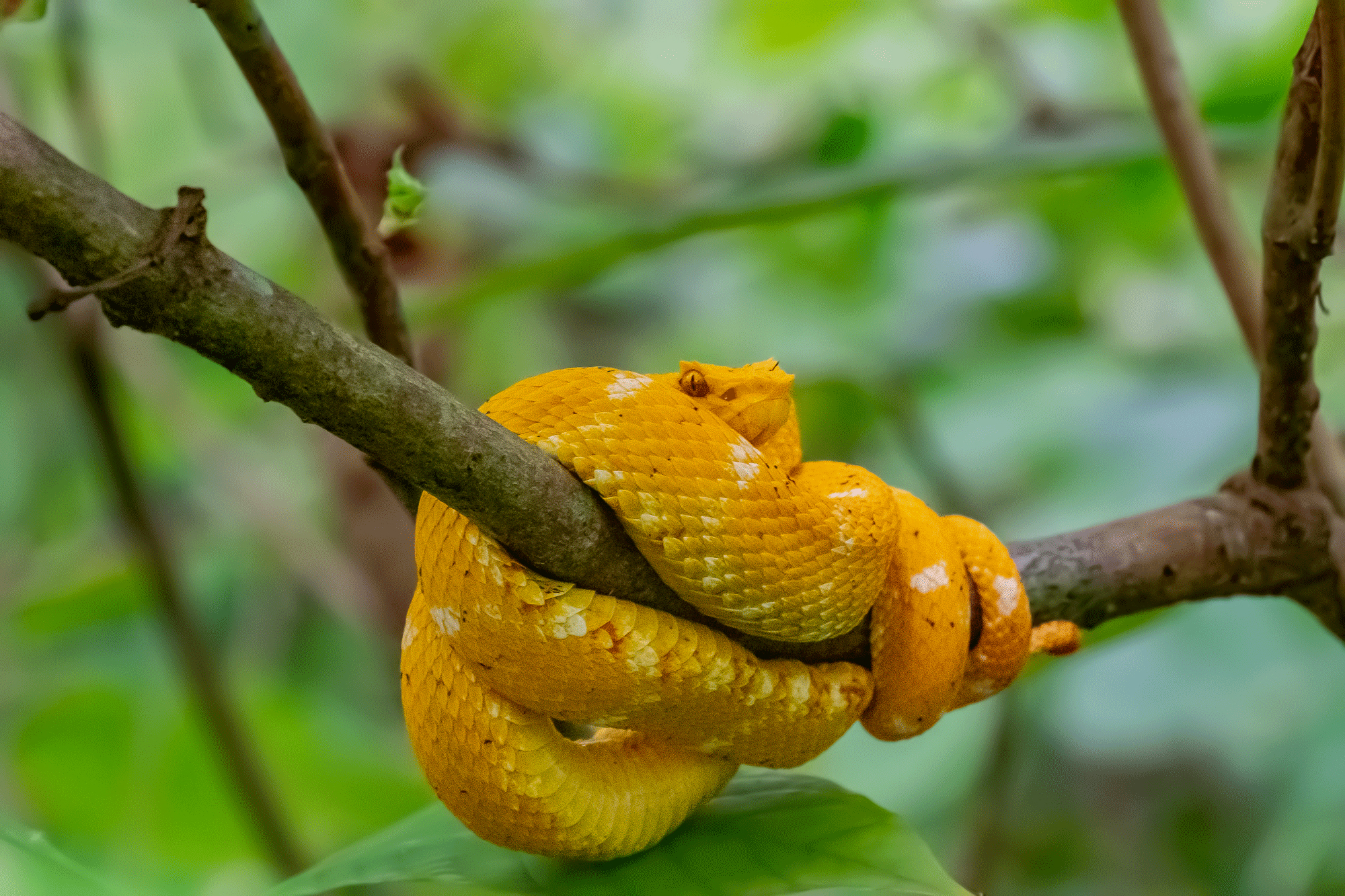 vipera della ciglia - riserva naturale Cahuita