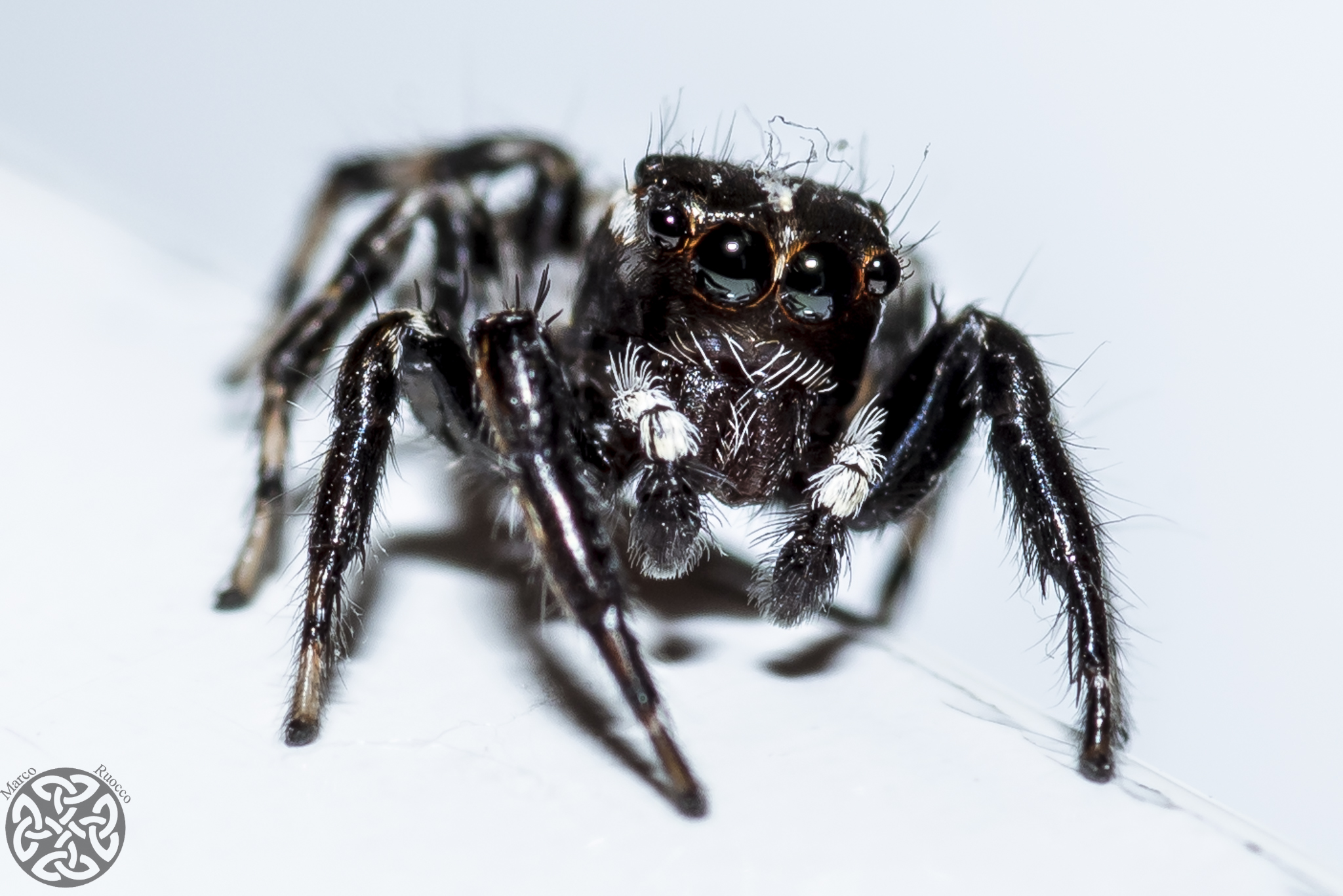 My new little friend